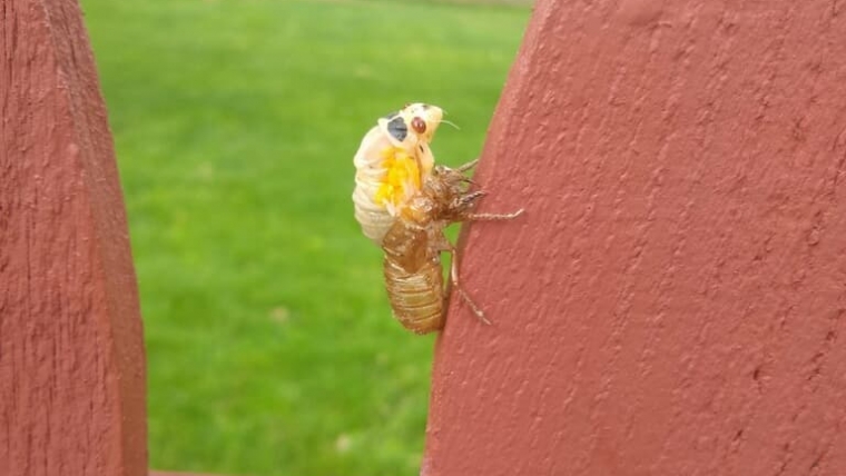 FAQ’s Explained: Can I compost cicadas?