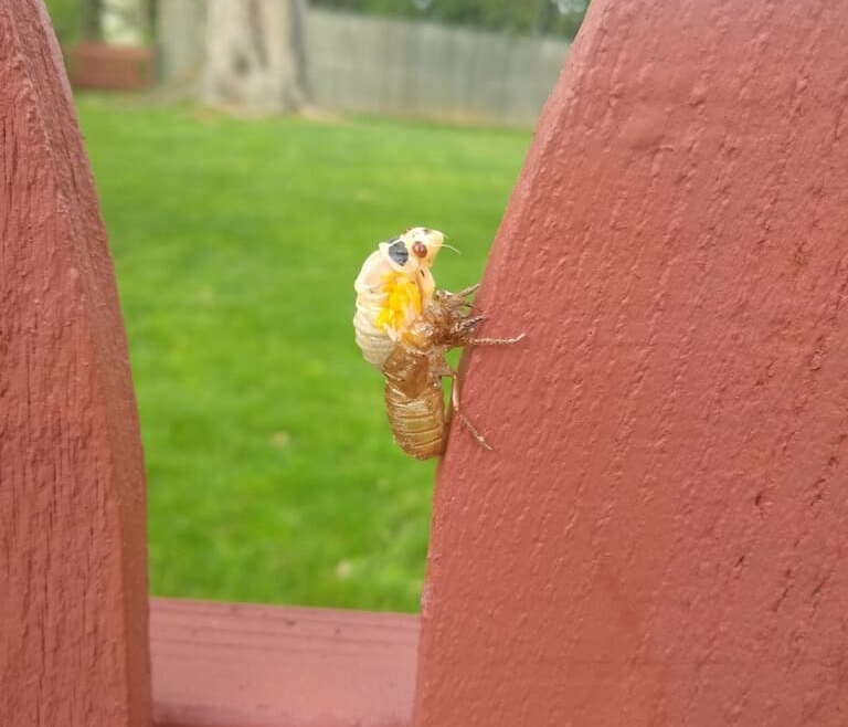 FAQ’s Explained: Can I Compost Cicadas?