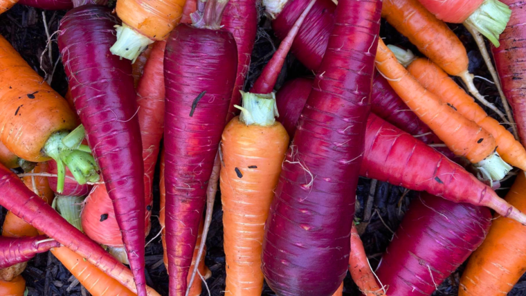 Love, Carrots & Compost Crew