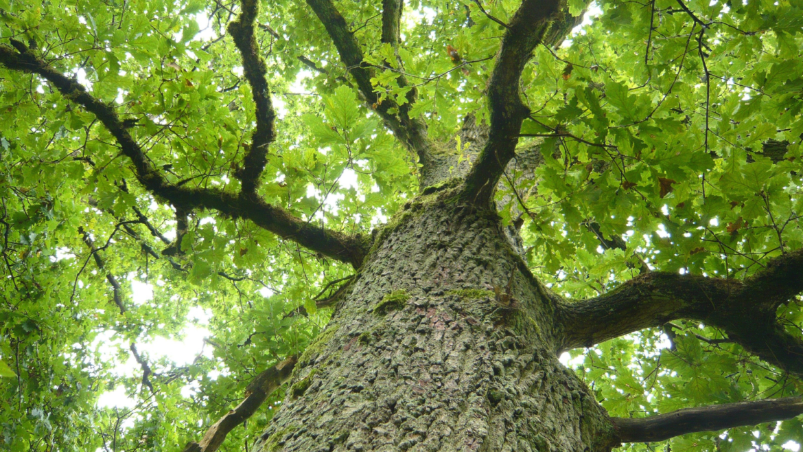 Feeling Grateful in Greenbelt